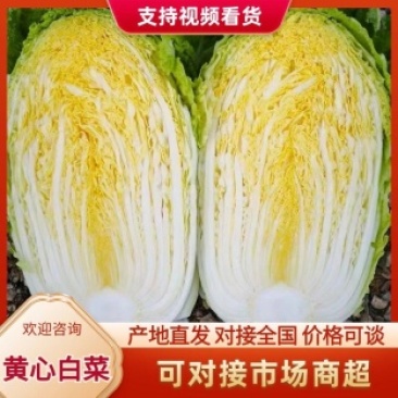 云南大白菜黄心白菜对接电商市场商超可视频看货