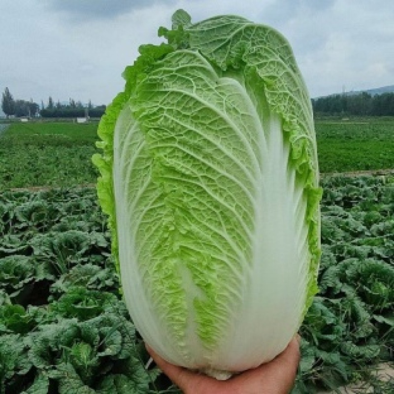 云南大白菜黄心白菜对接电商市场商超可视频看货