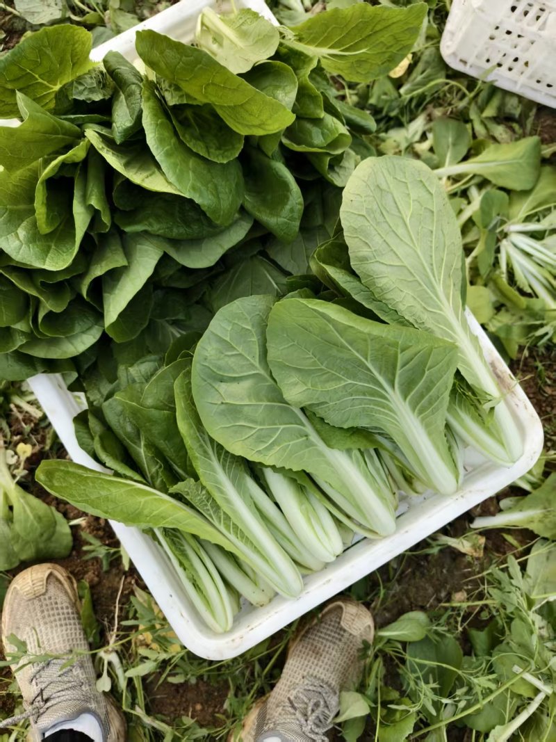 精品毛白菜产地常年供应欢迎老板来基地考察订购。