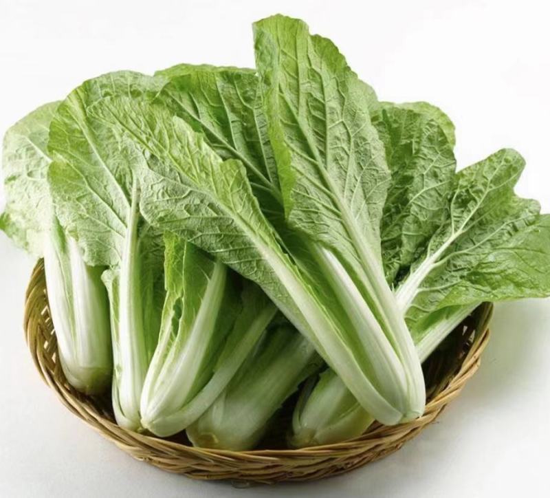 精品毛白菜产地常年供应欢迎老板来基地考察订购。
