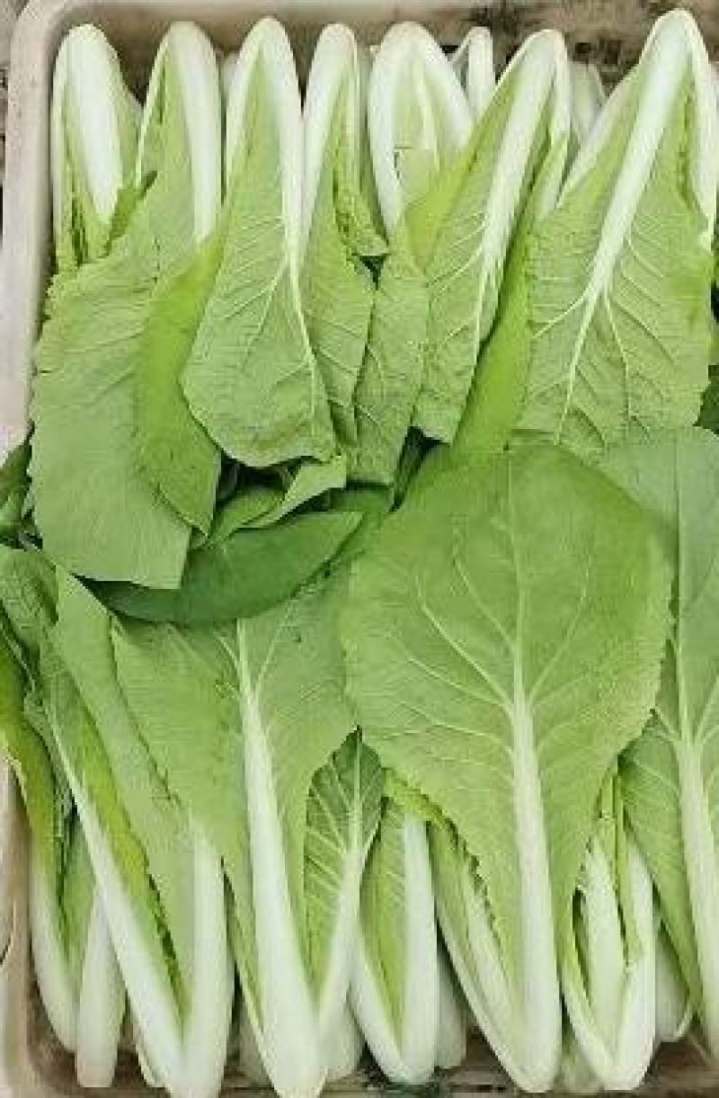 精品毛白菜产地常年供应欢迎老板来基地考察订购。