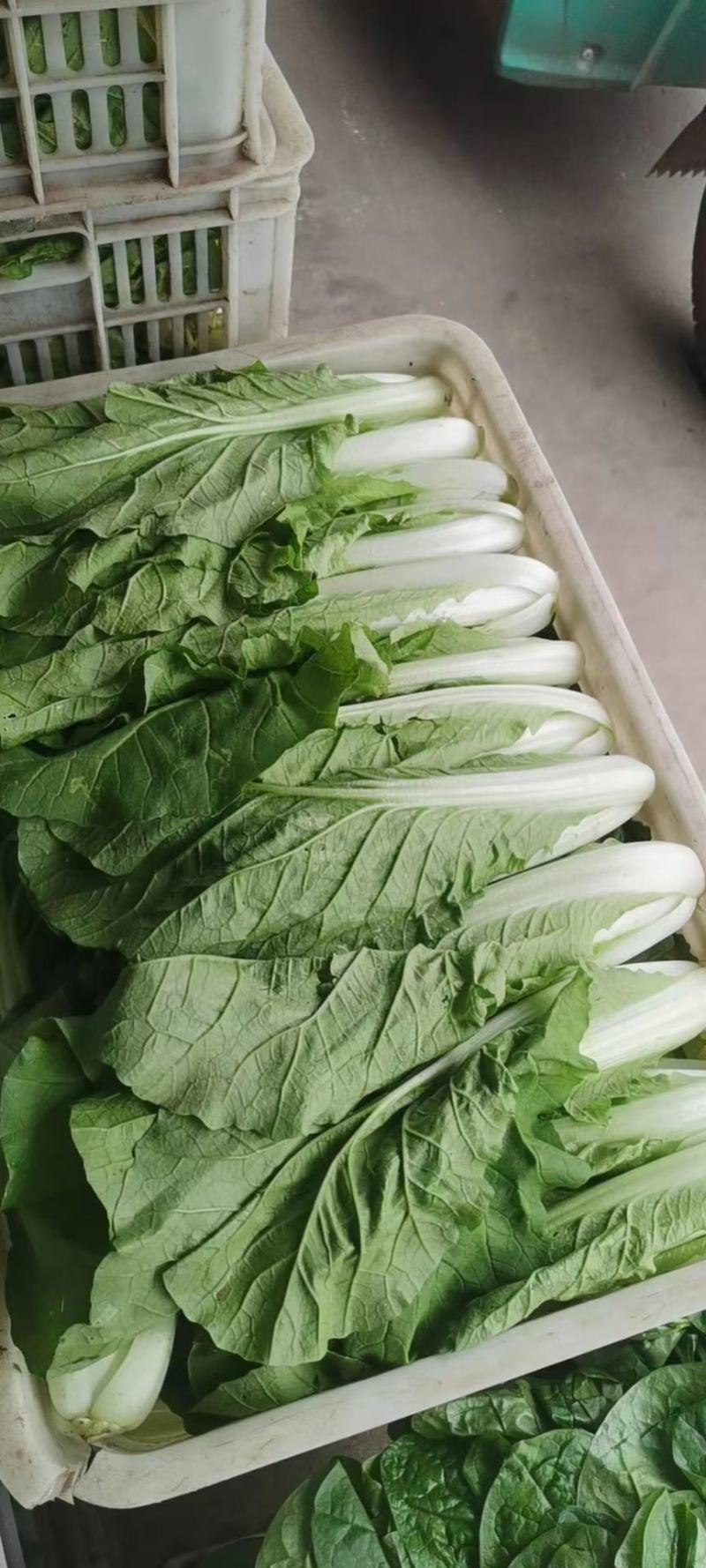 精品毛白菜产地常年供应欢迎老板来基地考察订购。