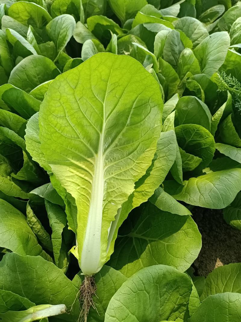 精品毛白菜产地常年供应欢迎老板来基地考察订购。