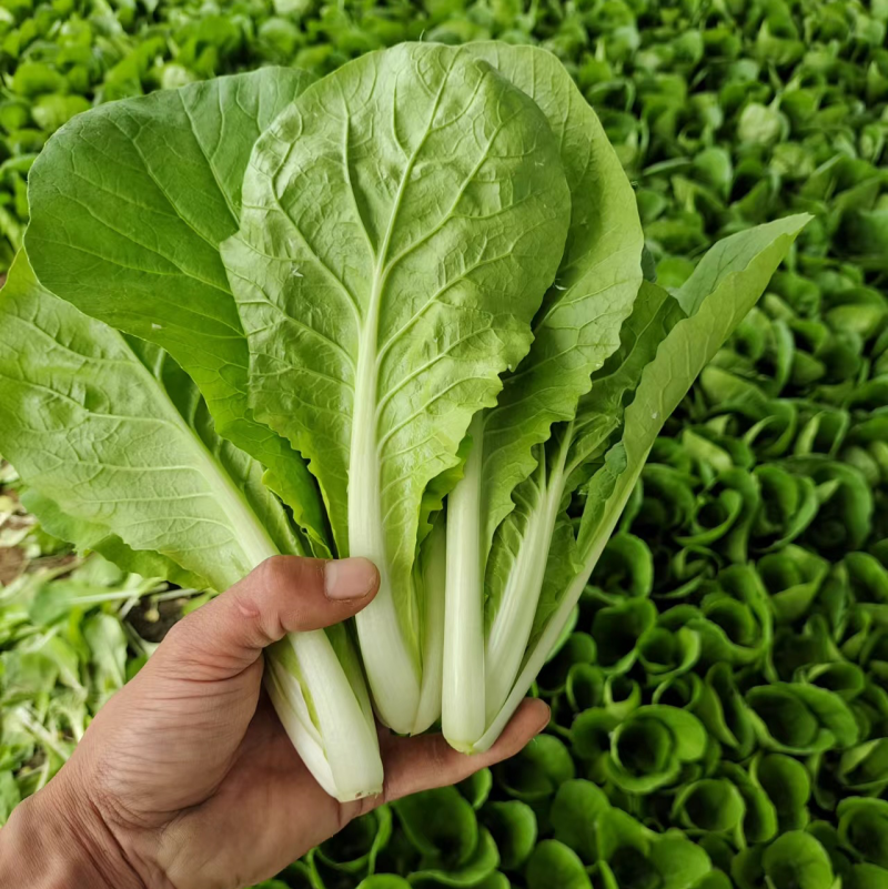 精品快菜/产地常年供应欢迎老板来基地考察订购