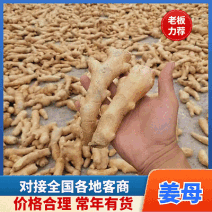 姜母产地批发/常年有货/大小姜母/全国发货/欢迎来电洽谈