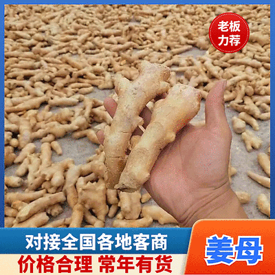 姜母产地批发/常年有货/大小姜母/全国发货/欢迎来电洽谈
