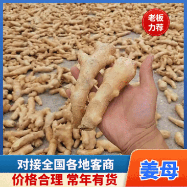 姜母产地批发/常年有货/大小姜母/全国发货/欢迎来电洽谈