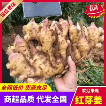 红芽姜批发/青苗姜【基地现挖/全国发货】冷库预存代存代发
