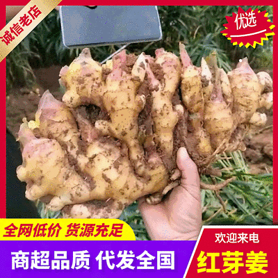 红芽姜批发/青苗姜【基地现挖/全国发货】冷库预存代存代发
