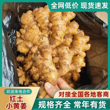 贵州生姜【红土小黄姜】对接加工厂～批发～电商/全国发货