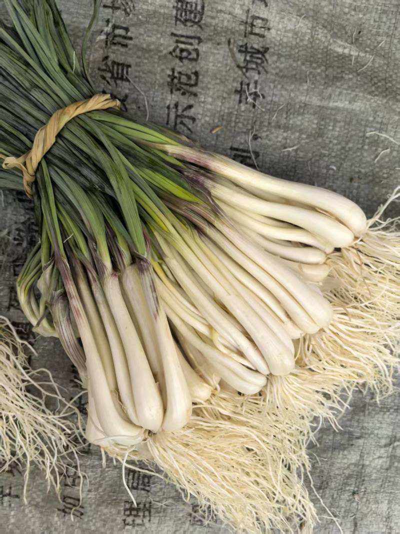 新鲜荞头苖，品质好质量高，量大从优，价格可谈欢迎咨询！