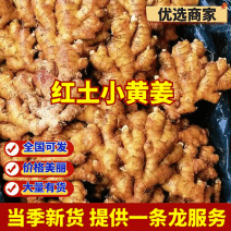云南生姜&红土小黄姜『加工厂批发电商出口』欢迎来电