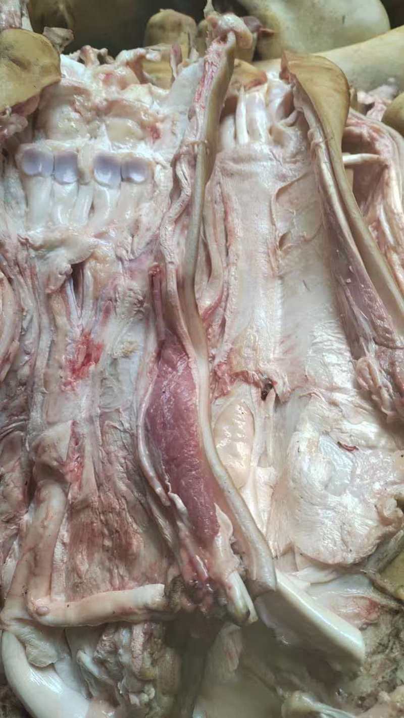牛蹄筋量大质优价格优惠支持视频看货欢迎各大老板采购