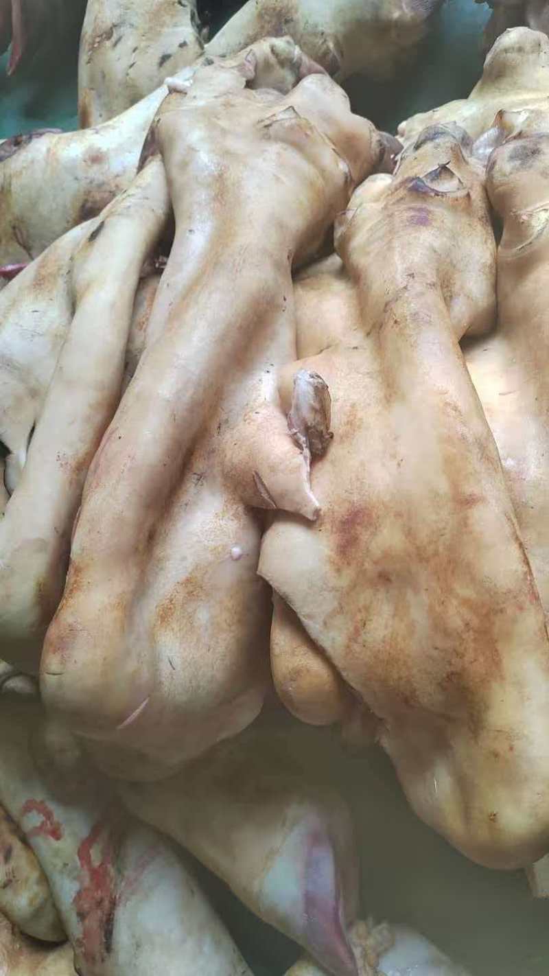 【牛蹄筋】厂家直销量大质优价格优惠欢迎各大老板采购