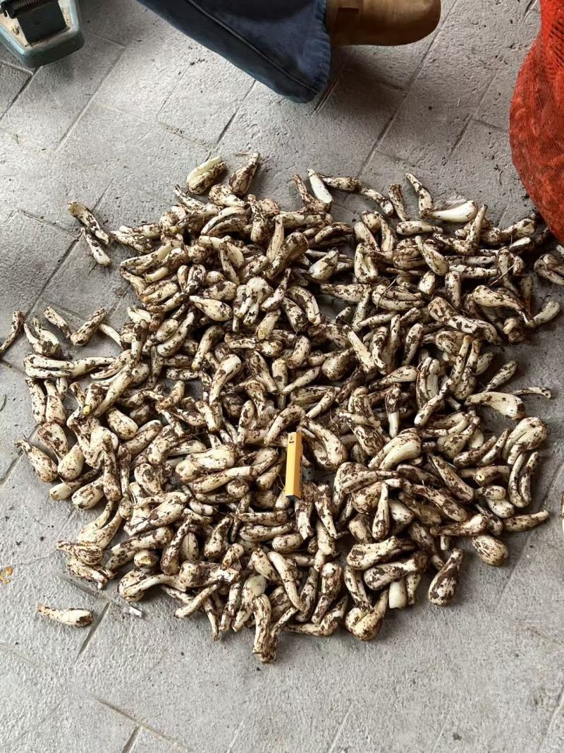 新鲜蕌头荞头大量上市品质保证，诚信经营欢迎咨询合作共赢