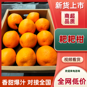 四川成都正宗春见耙耙柑，产地直采自然成熟可供商超全国客商