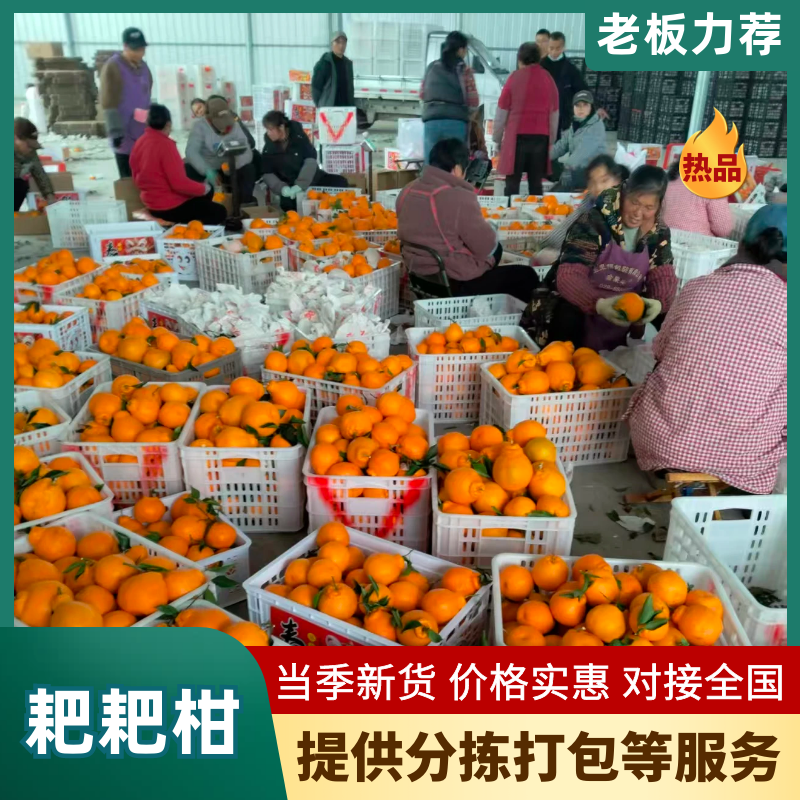 四川成都正宗春见耙耙柑，产地直采自然成熟可供商超全国客商