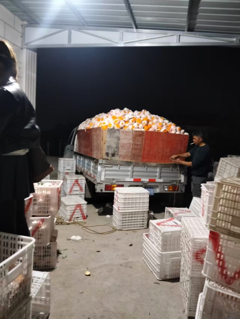 四川成都正宗春见耙耙柑，产地直采自然成熟可供商超全国客商