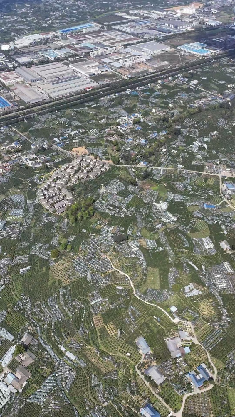 四川成都正宗春见耙耙柑，产地直采自然成熟可供商超全国客商