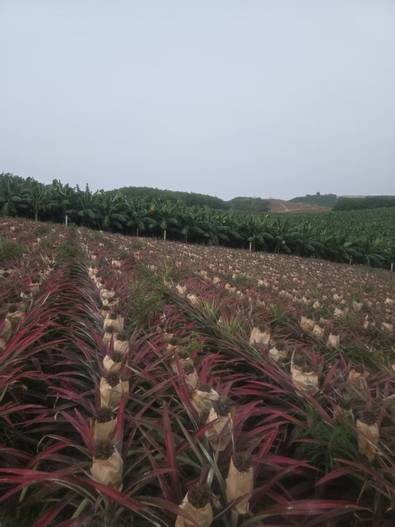 海南【金钻17凤梨】大量上市皮薄肉厚欢迎老板们洽谈合作