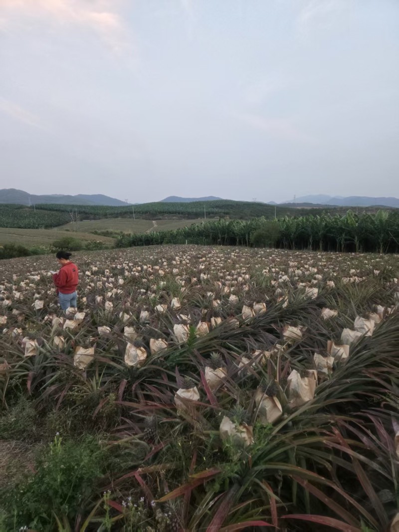 海南【金钻凤梨】大量上市，皮薄肉厚糖度很高，欢迎老板洽谈