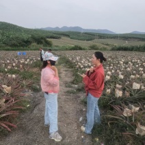 海南【金钻凤梨】大量上市，皮薄肉厚糖度很高，欢迎老板洽谈
