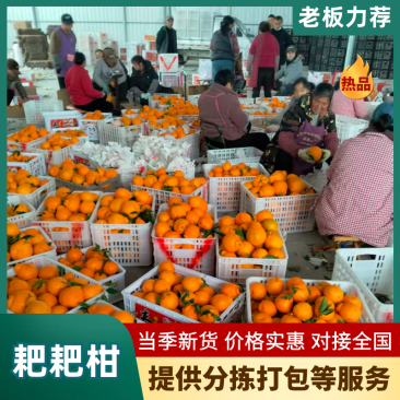 耙耙柑大果产地发货商超品质欢迎客商电话订货量大从优