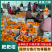 耙耙柑大果产地发货商超品质欢迎客商电话订货量大从优