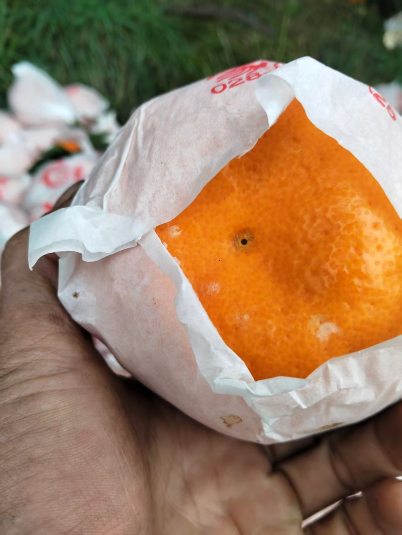 春见耙耙柑，产地直采自然成熟，果肉饱满爆汁价格美丽欢迎