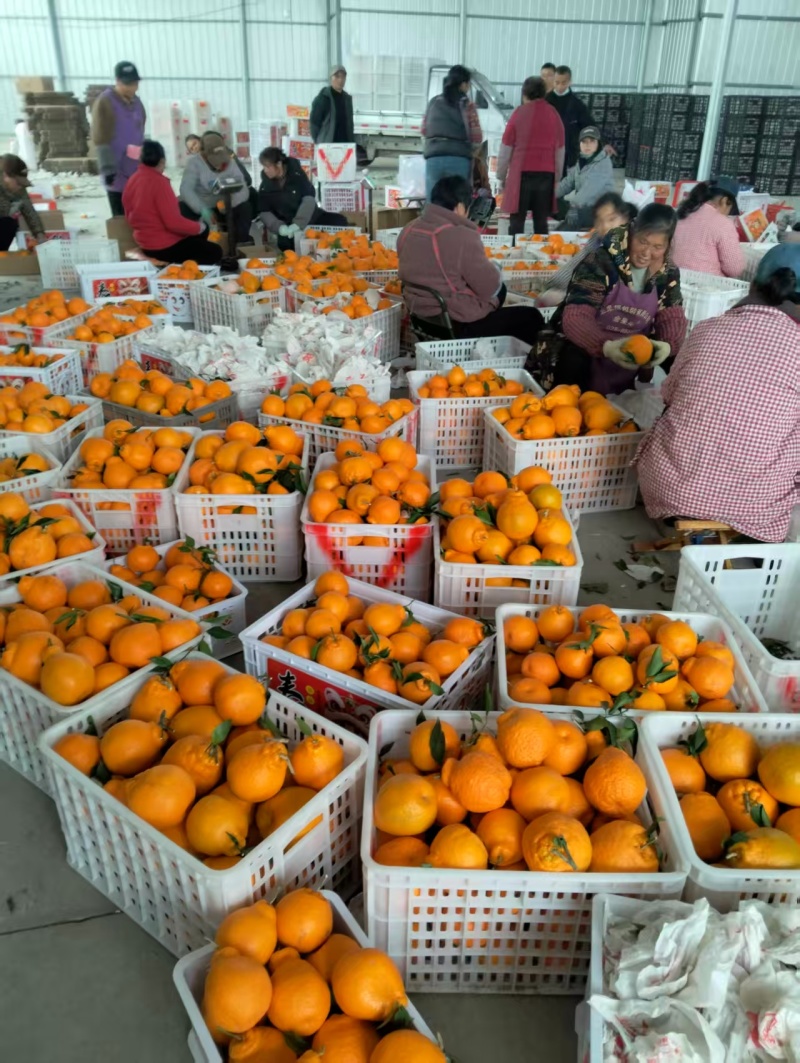 春见耙耙柑，产地直采自然成熟，果肉饱满爆汁价格美丽欢迎