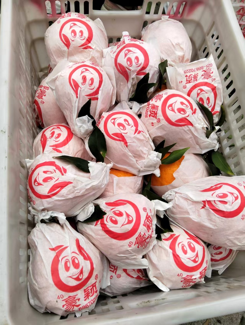春见耙耙柑，产地直采自然成熟，果肉饱满爆汁价格美丽欢迎