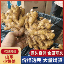 【山东小黄姜】常年供应/坏烂包赔/规格齐全/代收代发代存
