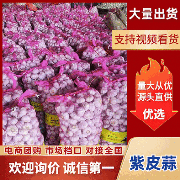 【精】紫皮大蒜/山东大蒜(常年供应全国发货)量大从优