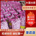 【精】紫皮大蒜/山东大蒜(常年供应全国发货)量大从优