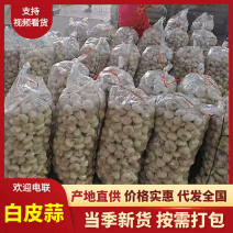 白皮/紫皮大蒜【山东大蒜】产地直发/量大从优/可全国发货
