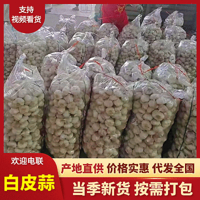 白皮/紫皮大蒜【山东大蒜】产地直发/量大从优/可全国发货