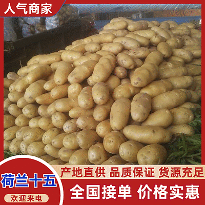 黄心黄皮土豆/产地批发『荷兰系列/沃土5/V7』全国发货