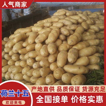 山东土豆批发(荷兰十五/沃土5/V7)黄皮黄心/全国发货