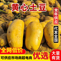 黄心黄皮土豆/产地批发『荷兰系列/沃土5/V7』全国发货