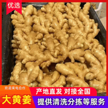 山东生姜大黄姜【水洗姜风干姜沙土姜】常年供应/发全国