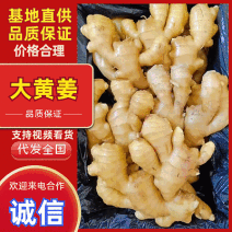 『山东大黄姜』产地常年供应（电商批发出口）全国发货