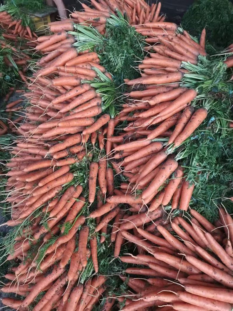 三红胡萝卜产地直供大量有货质量保证一手货源全国发货