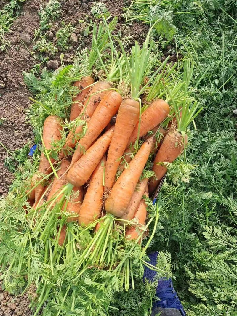 三红胡萝卜产地直供大量有货质量保证一手货源全国发货