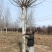 22公分法桐，22公分法国梧桐价格是多少