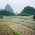 【葛根】产地直销量大质优价格优惠规格齐全欢迎采购