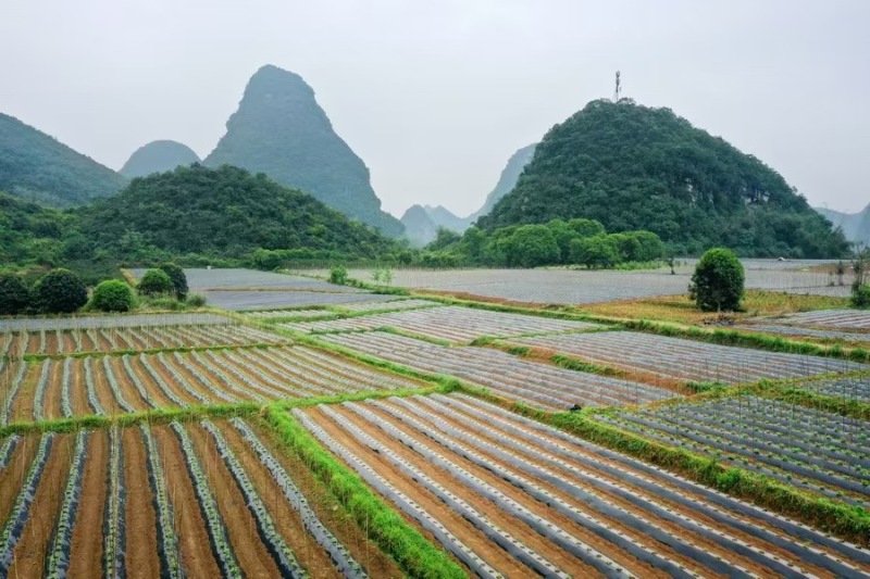 【葛根】产地直销量大质优价格优惠规格齐全欢迎采购