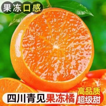 四川青见柑橘基地一手货源对接电商市场商超可视频