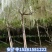 日系紫藤，基地直销，一手货源，品种对版