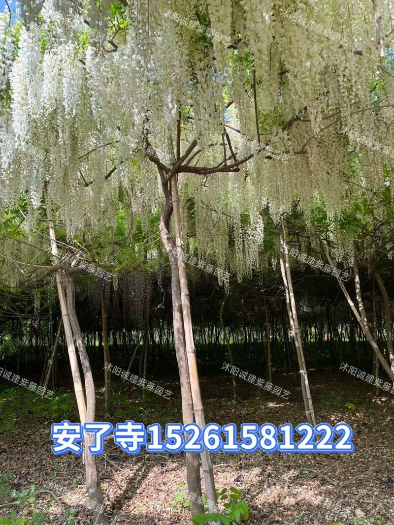 日系紫藤，基地直销，一手货源，品种对版