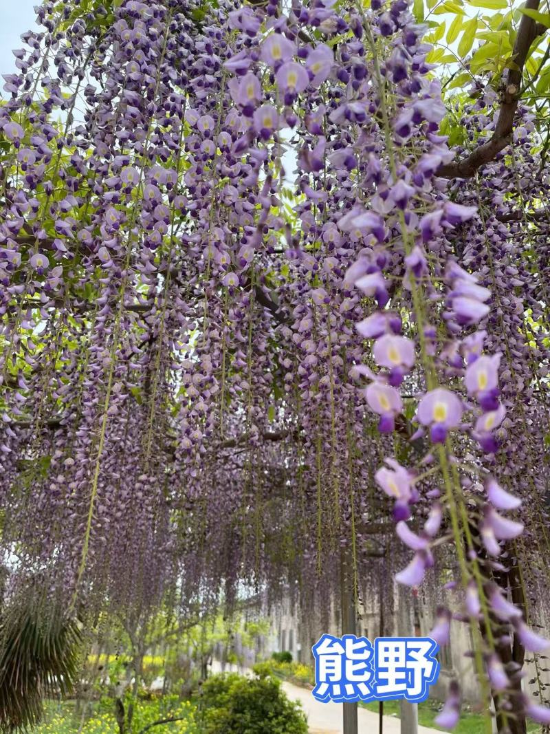 紫藤花树日本品种，规格齐全，产地货源，一手货源